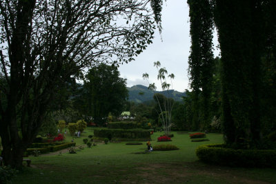 Kandy - Botanical Garden