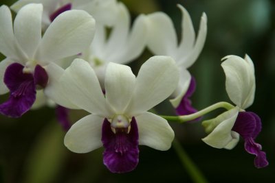 Kandy - Botanical Garden