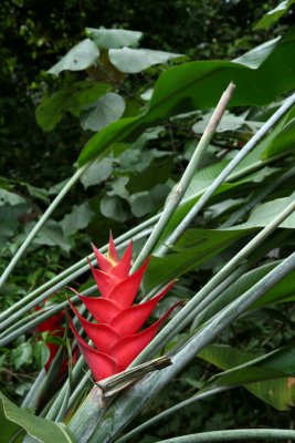 Kandy - Botanical Garden