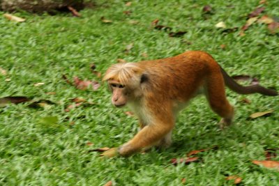 Kandy - Botanical Garden