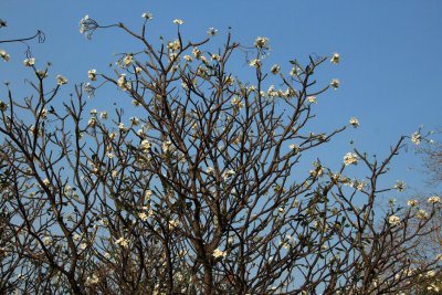 IMG_0533.JPG