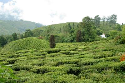 Darjeeling - tea plantation
