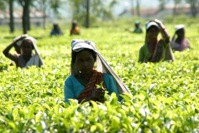 Tea picking