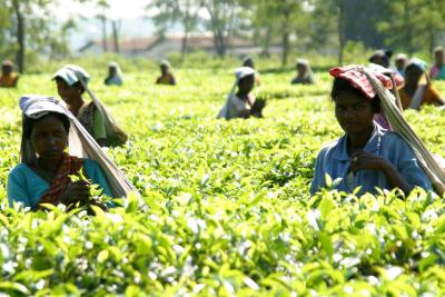 Tea picking