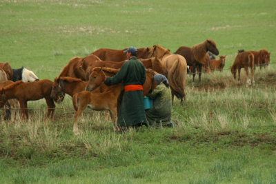 Horse milking