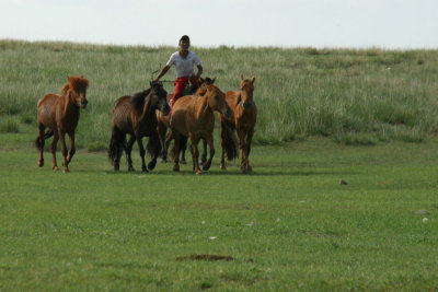 Rounding up the horses