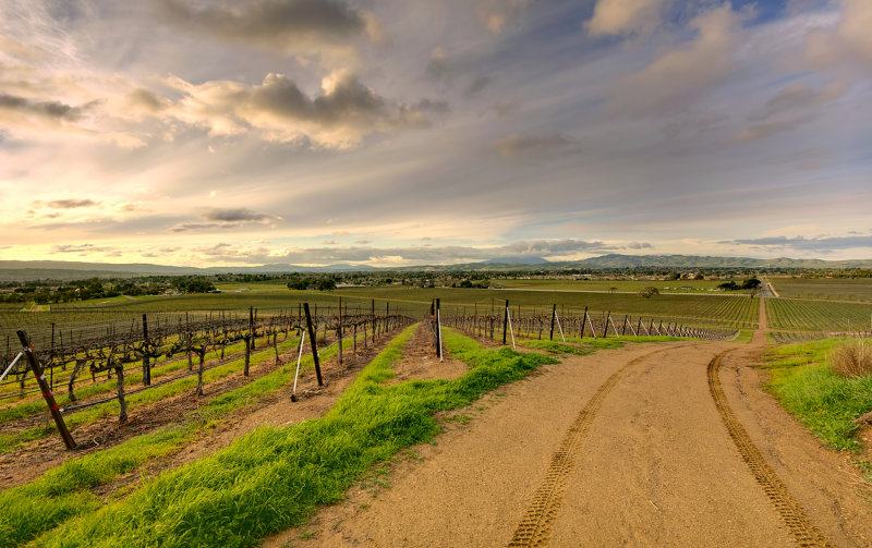 Vineyard above the Valley