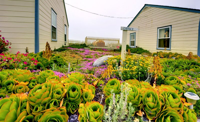 coastal vegetation