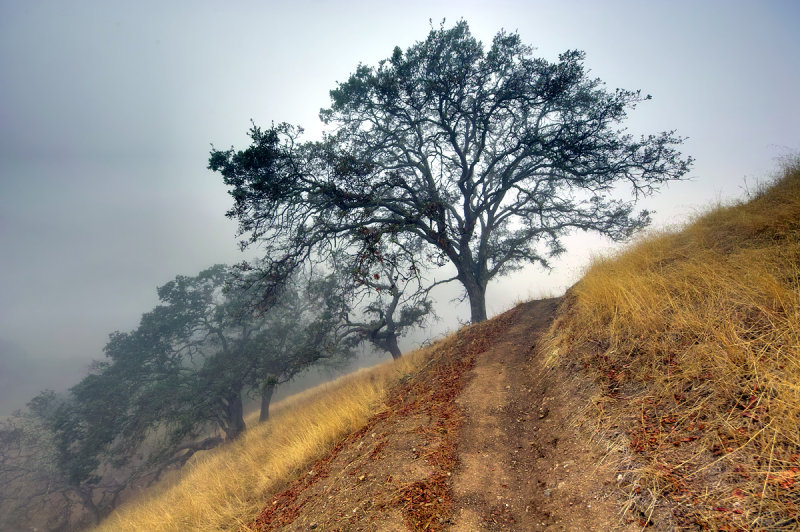 Fog