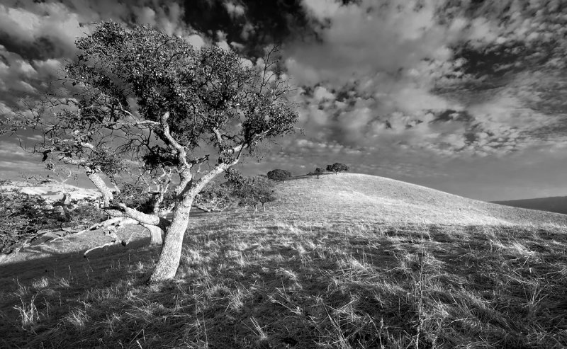 Live Oak