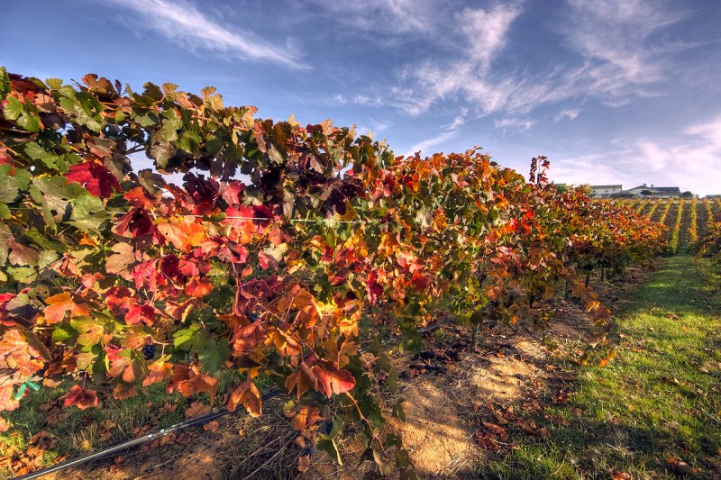 Fall Colors in the Vineyard