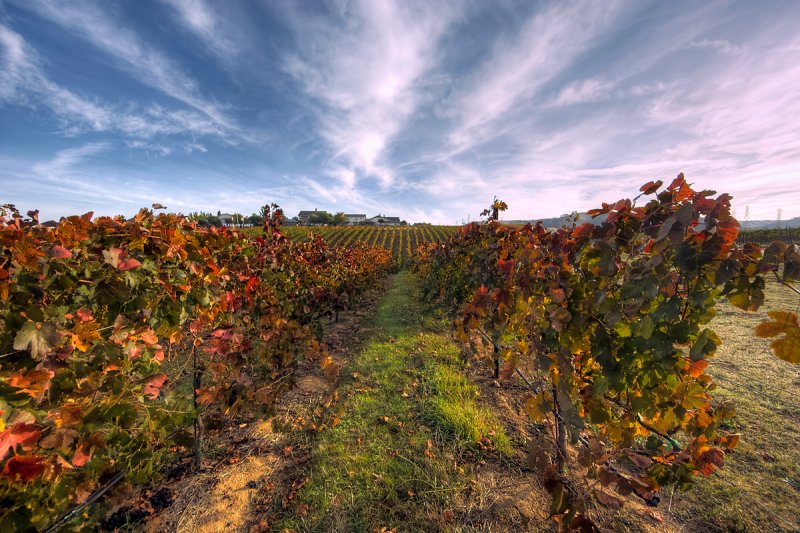 Fall Colors in the Vineyard II