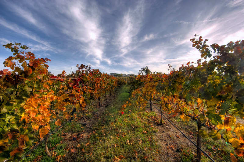 Fall Colors in the Vineyard III