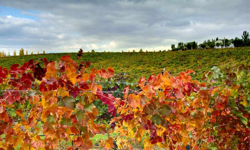 Fall Colors in the Vineyard IV