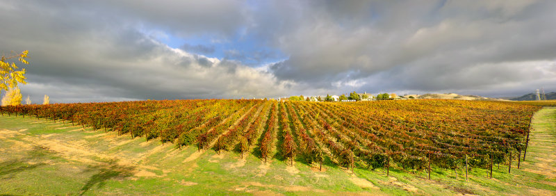 24th Vineyard in Full Sun II