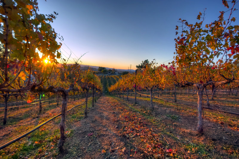 Galles Vineyard I