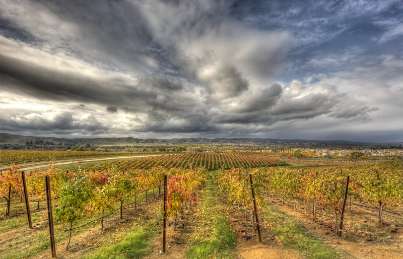 Vines and Clouds
