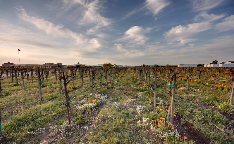 Flowers before Grapes