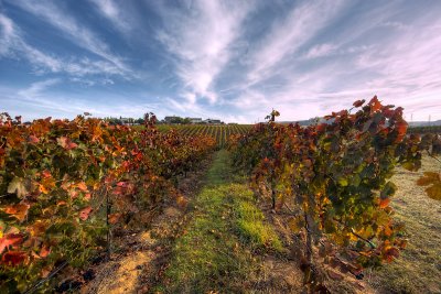 Fall Colors in the Vineyard II