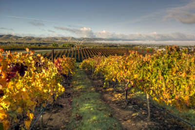 Livermore III