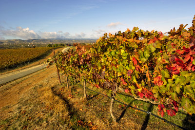 Livermore VI