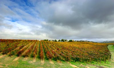 24th Vineyard in Overcast Light