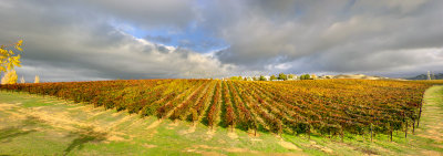 24th Vineyard in Full Sun II