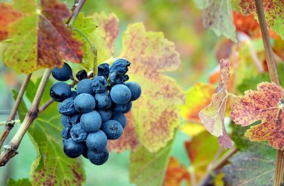 Relict of the Harvest