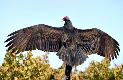 Basking Turkey Vulture