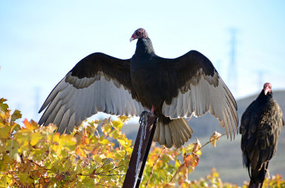Basking Turkey Vulture II