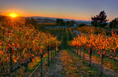 Galles Vineyard II