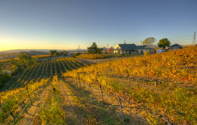 Galles Vineyard III