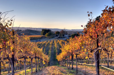 Galles Vineyard IV