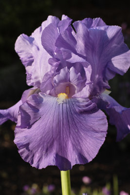 Backyard Iris