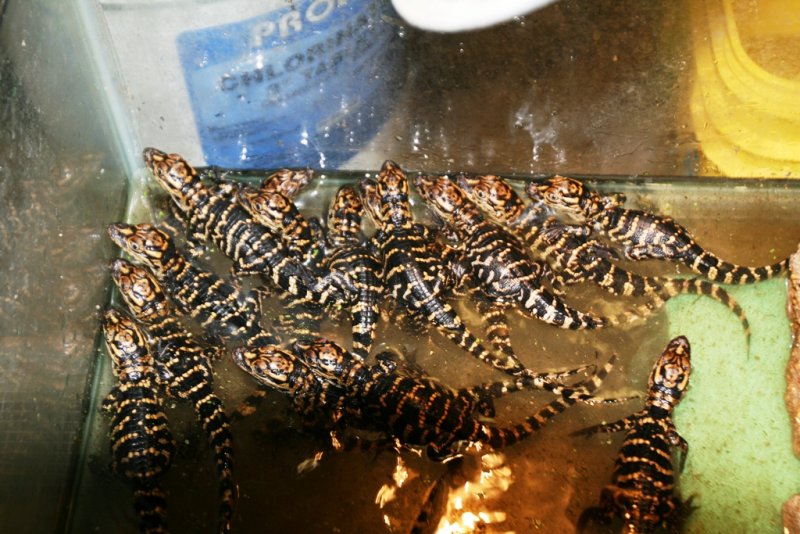 Baby Gators 2011