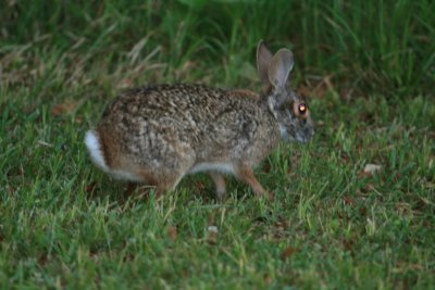 Swamp Rabbit-Early Morning