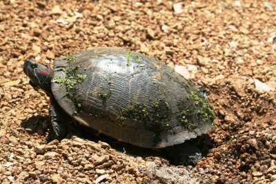 Red-Eared Slider trying to lay eggs