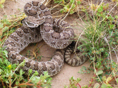 Massauga Rattlesnake