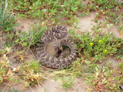 Massauga Rattlesnake