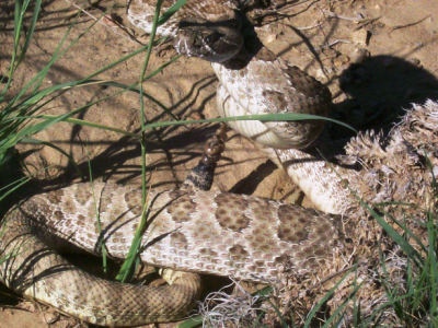 Massauga Rattlesnake