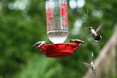 Ruby-throated Hummingbird