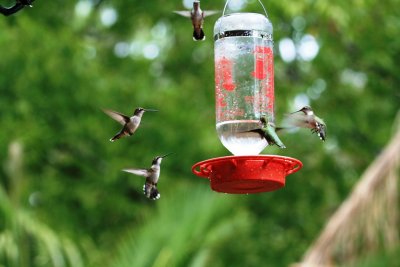 Ruby-throated Hummingbird