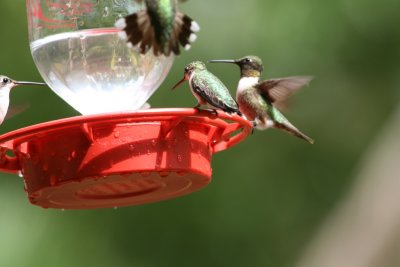 Ruby-throated Hummingbird