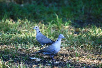 Eurasian Colllared-Doves