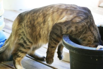 Thirsty-My Cat-Lodi