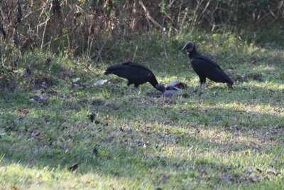 Black Vultures and Armadillo