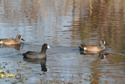 Blue Winged Teals and American Coot.