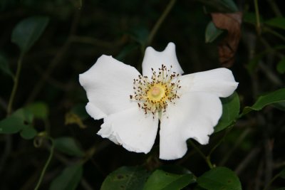 Briar Rose (Rose bracteata)