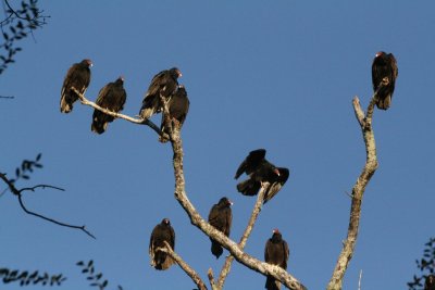 Gaggle of Turkey Vultures