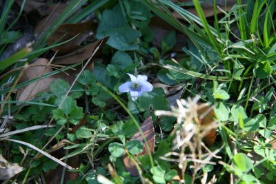 Bayou Violet (Viola langloisii)